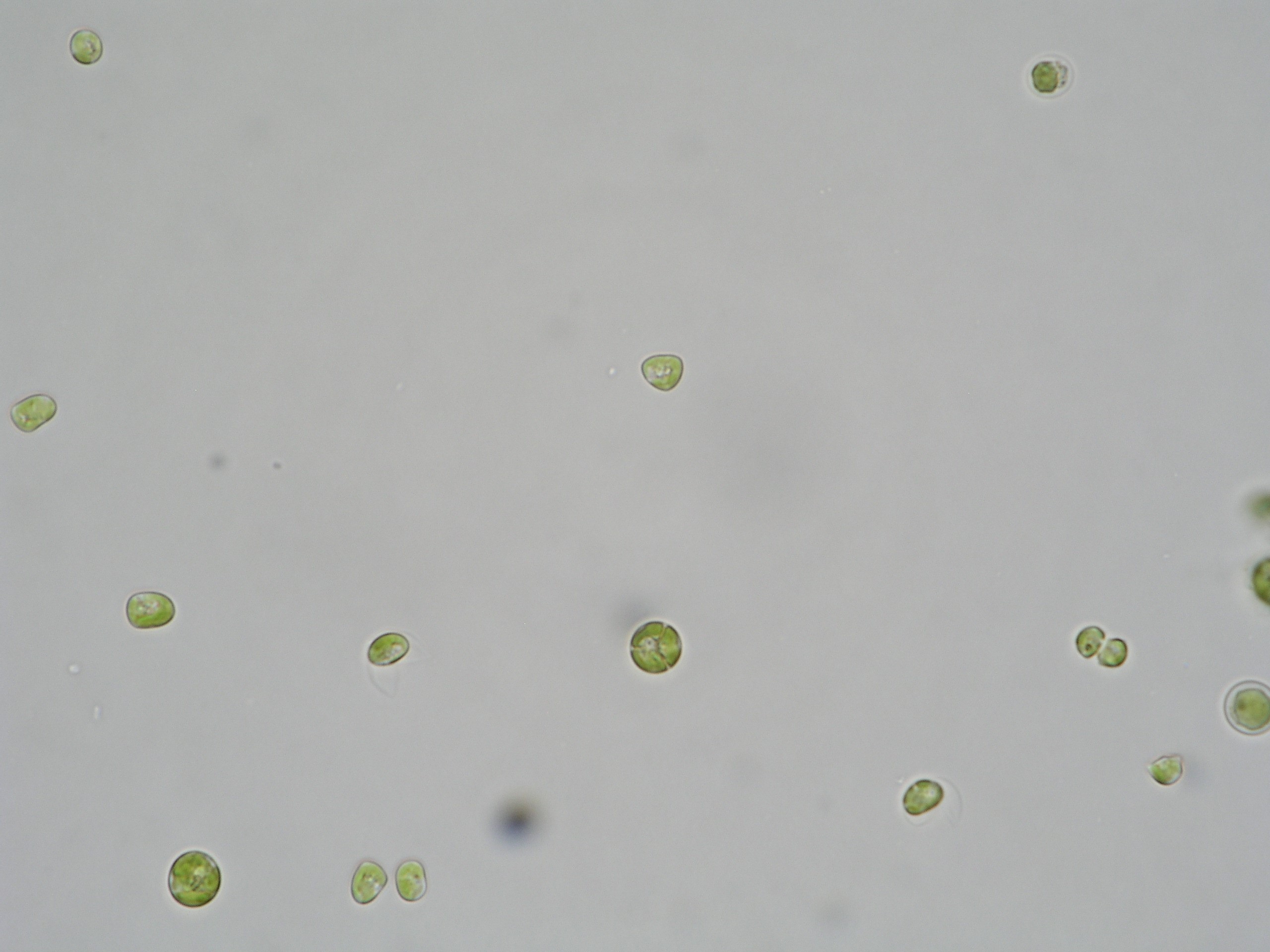 Vischeria stellata.jpg