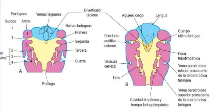 membranas branq.jpg