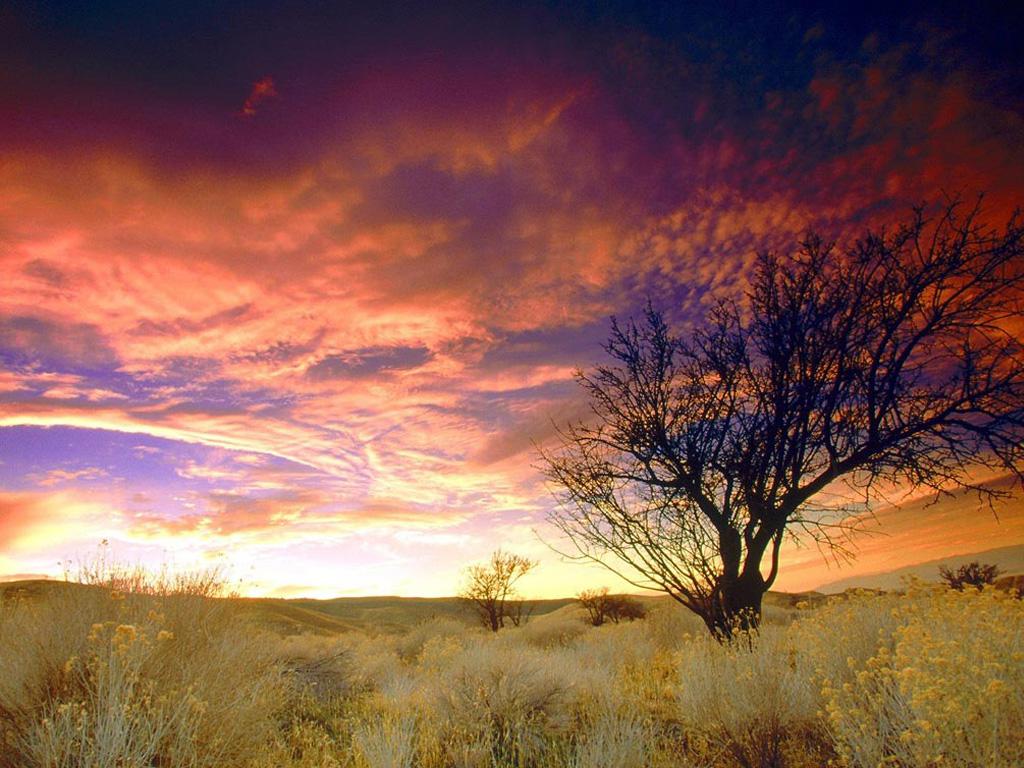 《飞鸟与夏花》每天一首自译飞鸟集（235/325） - Translate a poem from Stray Birds every day