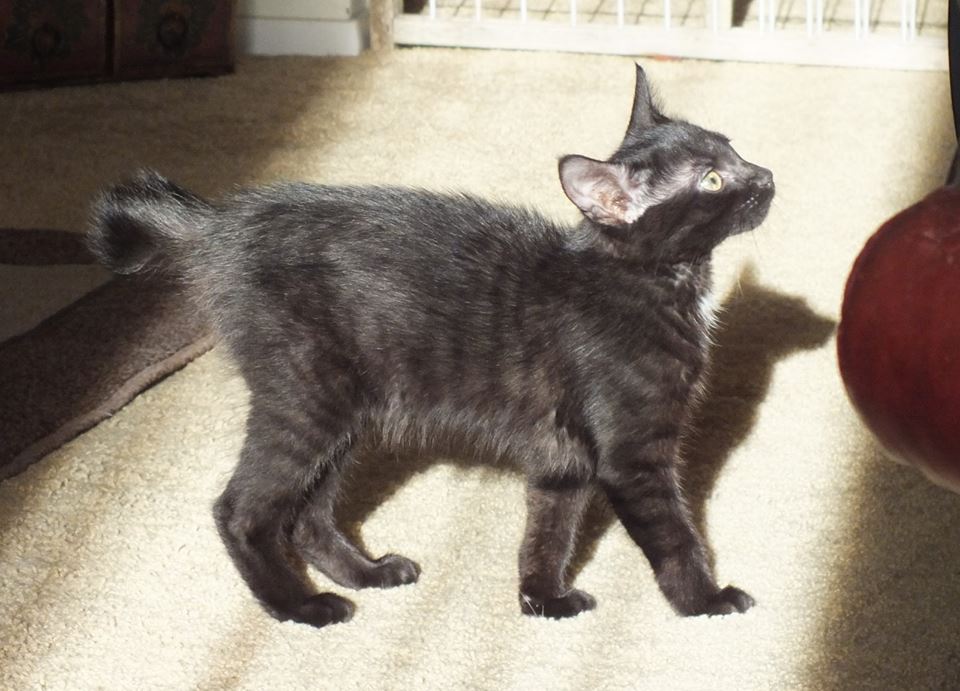 CC0000-StripedShadow.jpg
