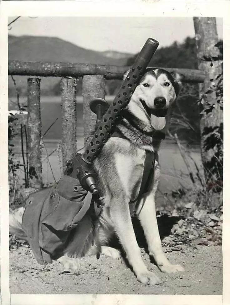 husky helping soldiers to carry machine guns.jpg