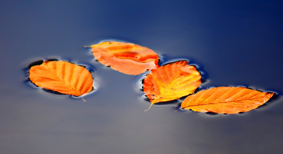leaves-2912818_960_720.jpg