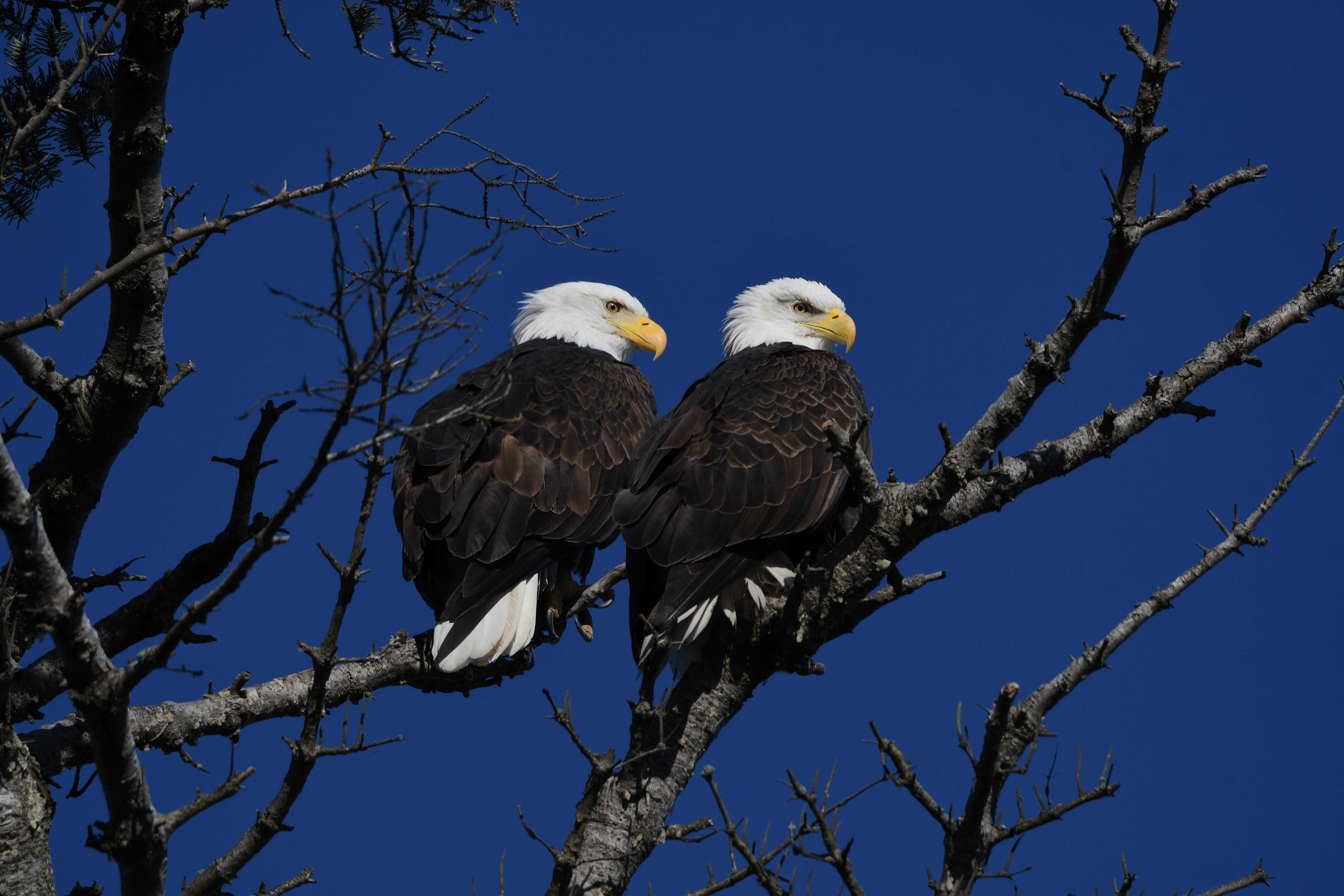 American-Bald-Eagle-American.jpg