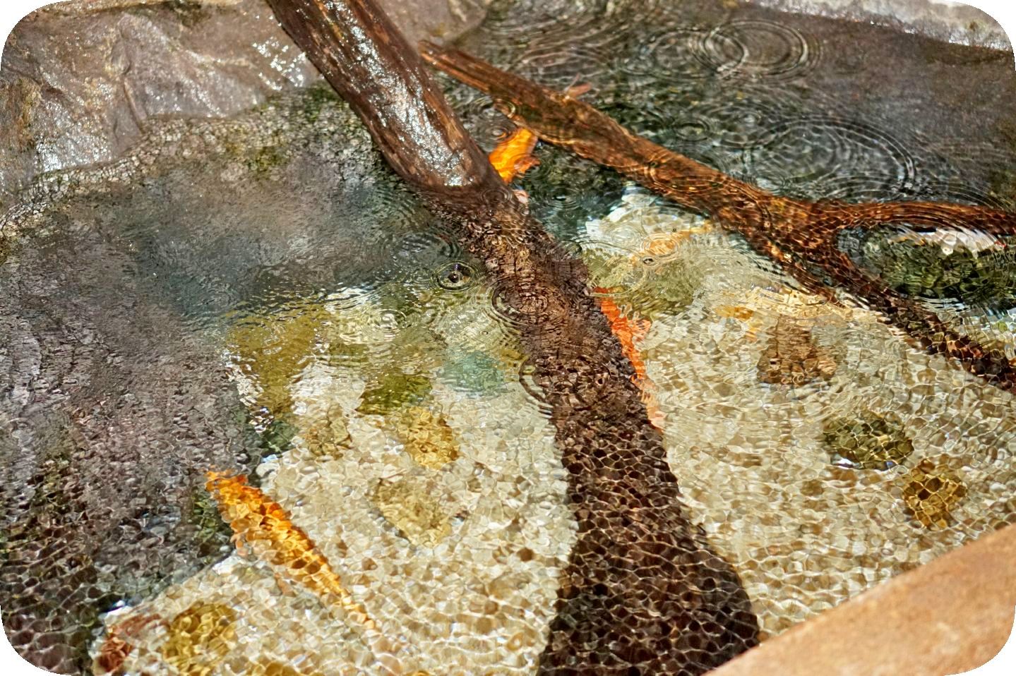 Oceanarium in St. Petersburg. Part 2\Ozeanarium in St. Petersburg. Teil 2