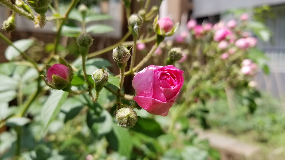 雨前雨后蔷薇花 / Rosa multiflora