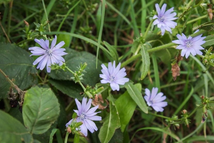 achicoria-silvestre-830x554.jpg