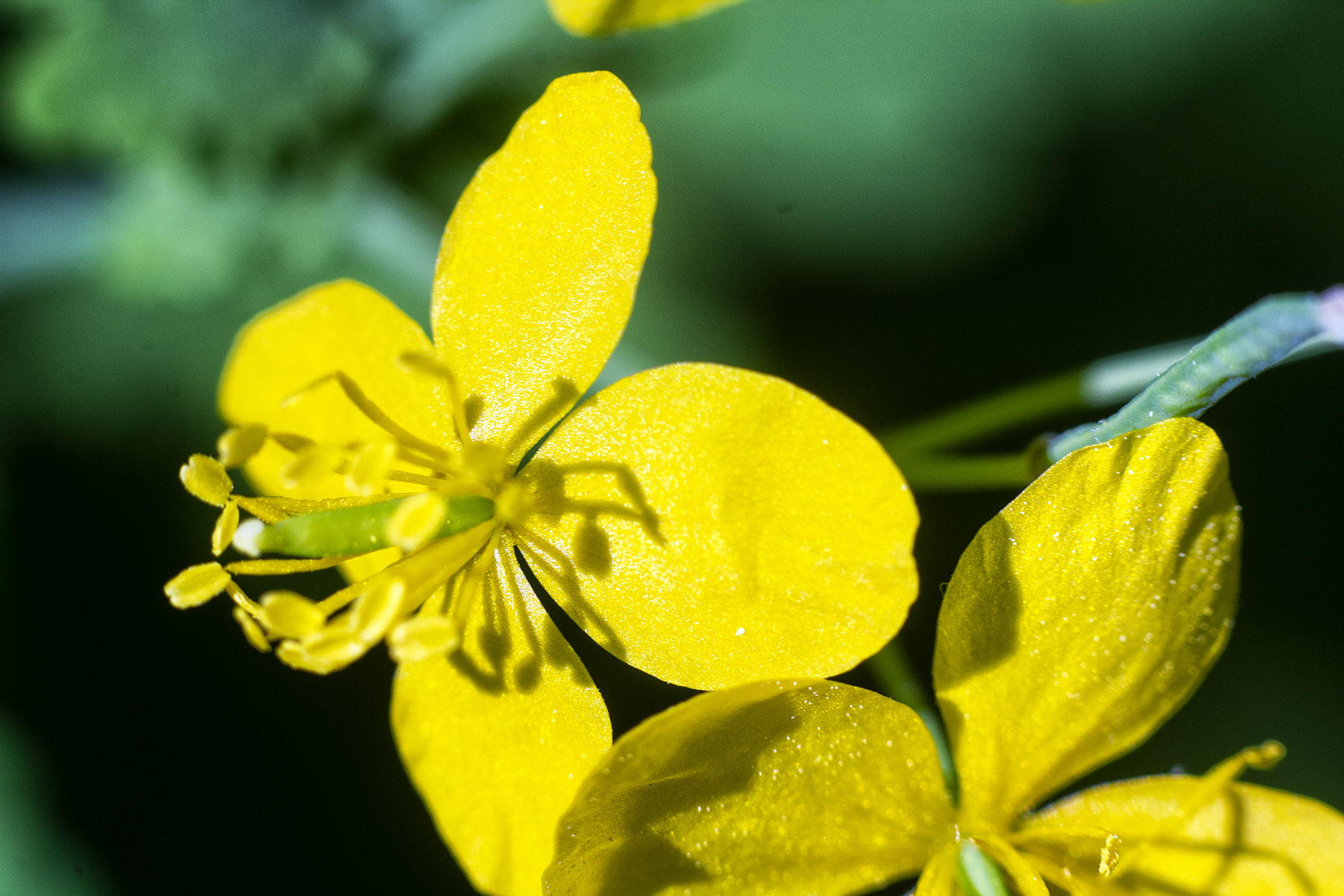 yellowFlower.jpg