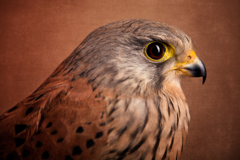 mr__kestrel_by_zoldszorny-da1hq88.jpg