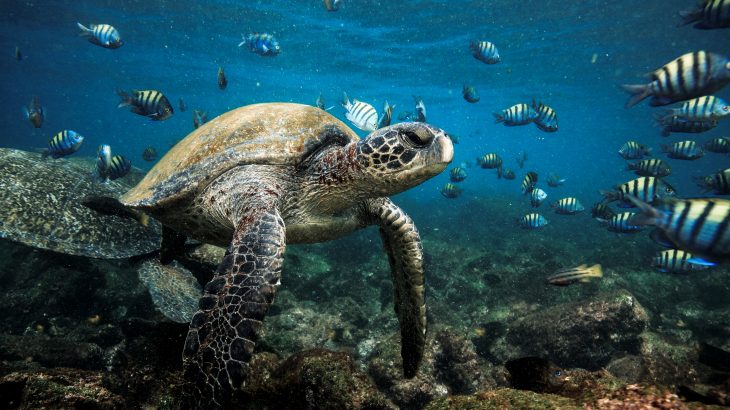 shutterstock_1314085790-730x410.jpg