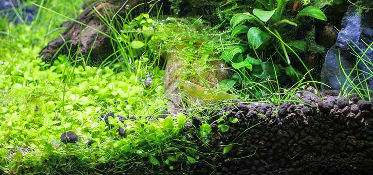 051_mastering_substrate_nature_aquarium.jpg