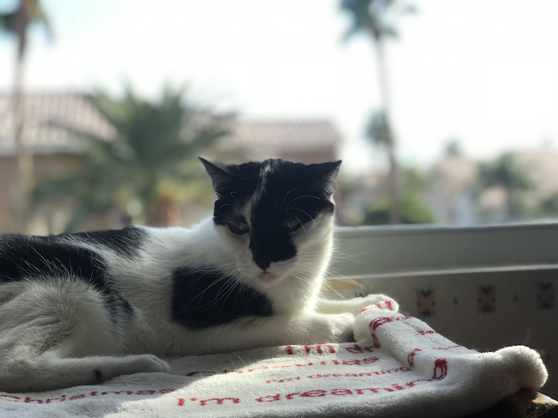 cleo.jpg
