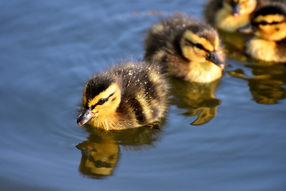 mallard-3466950_960_720.jpg