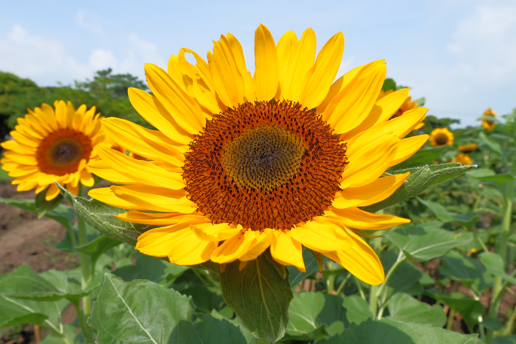 Sunflower Farm In Jala Rizal Best Flower Site