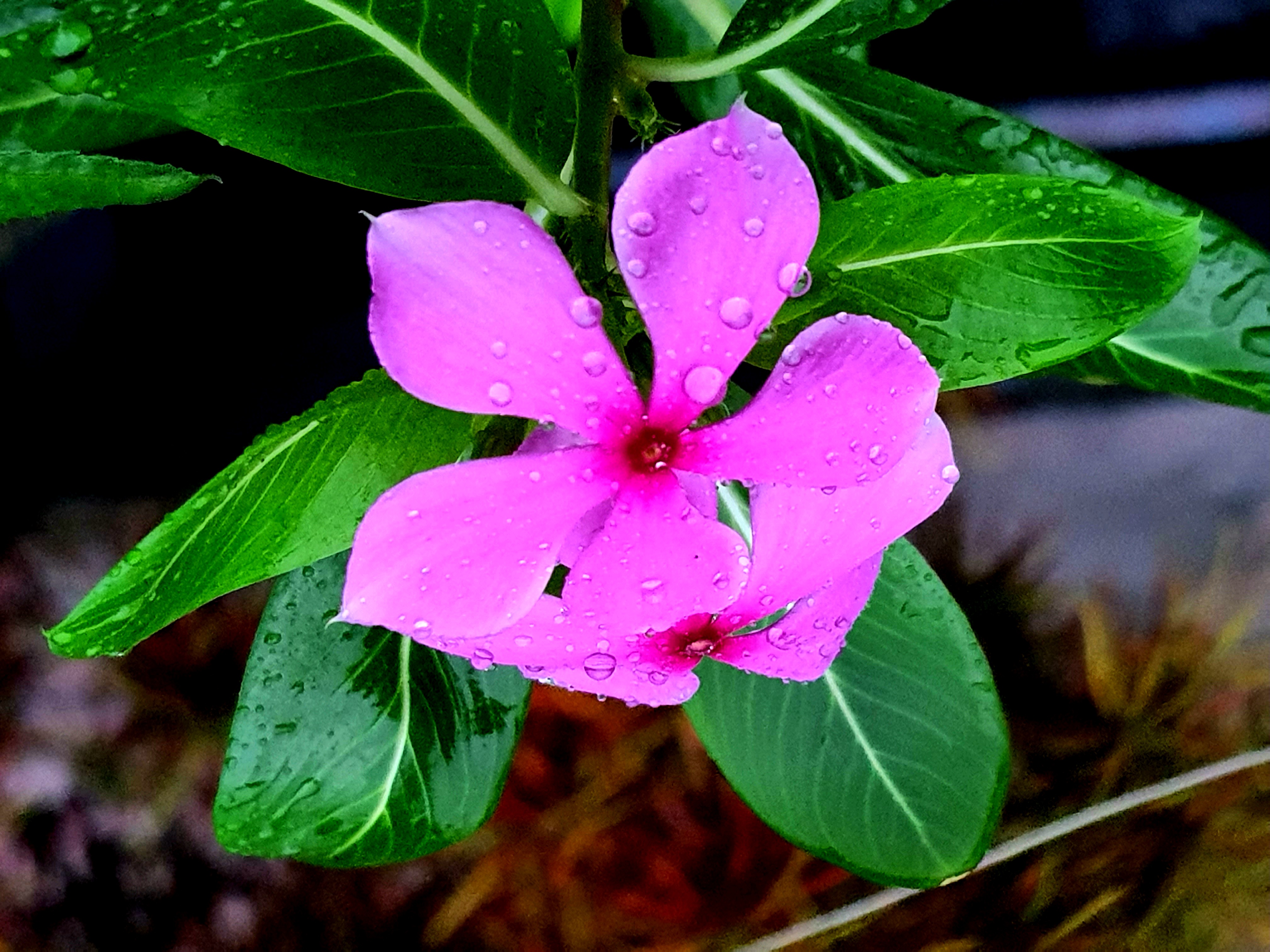 20200703_101516.jpg
