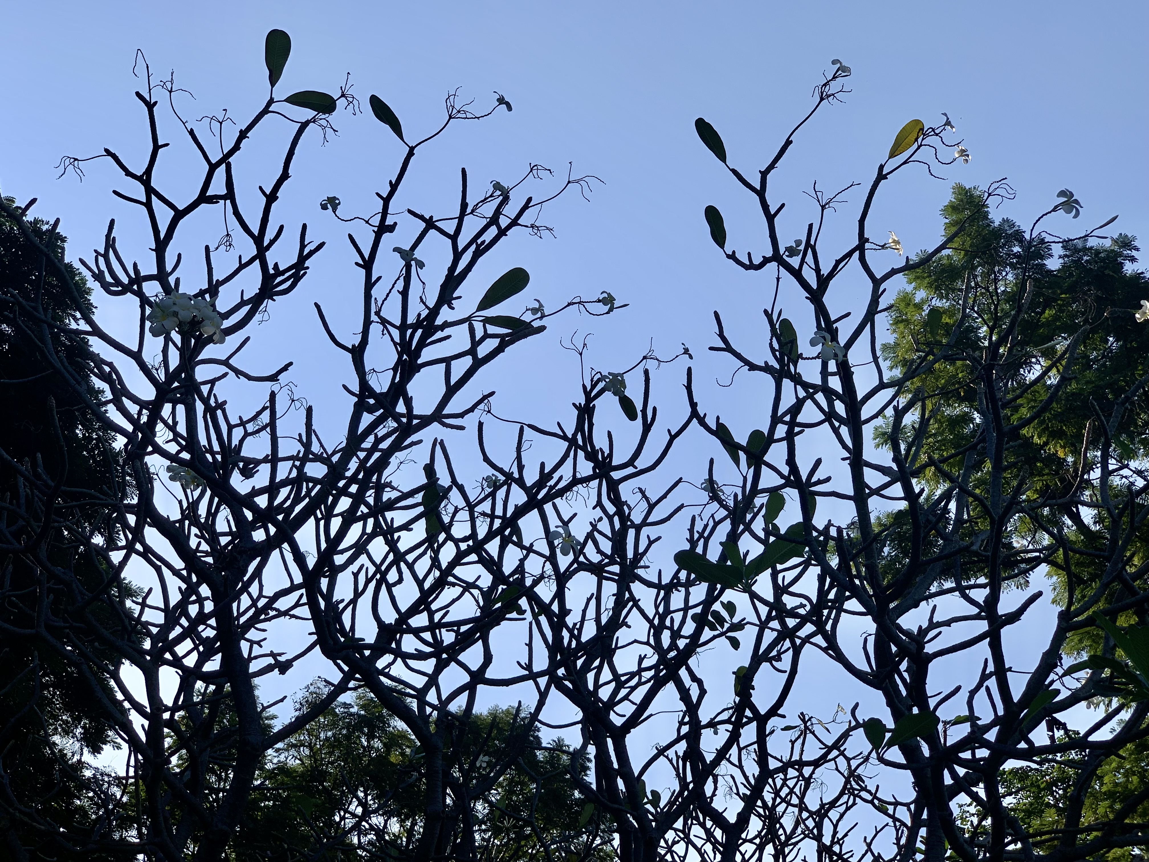nature700.jpg