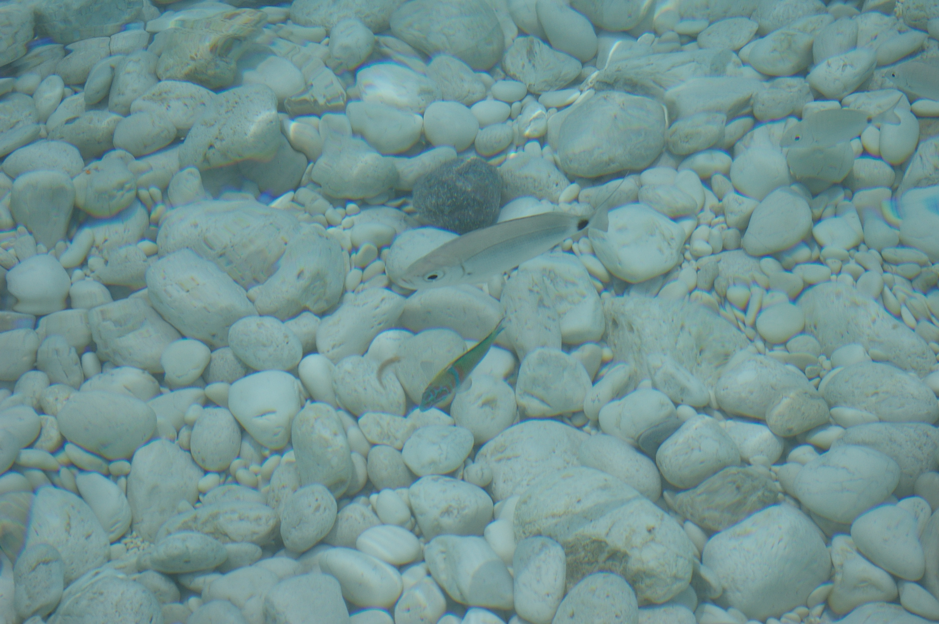 IMGP7581.JPG
