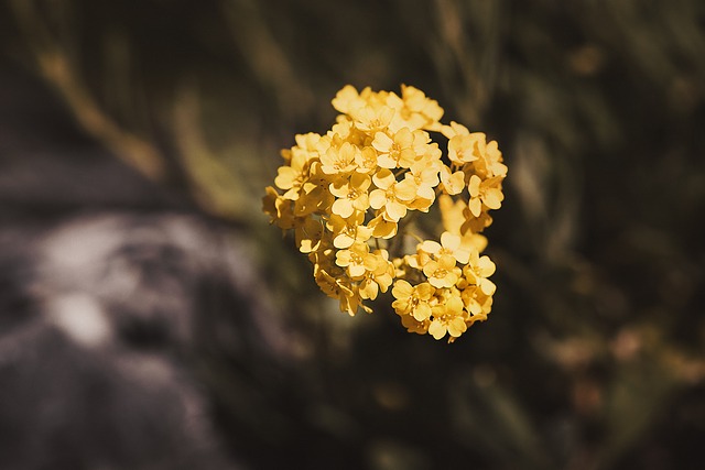 flower-3452669_640.jpg