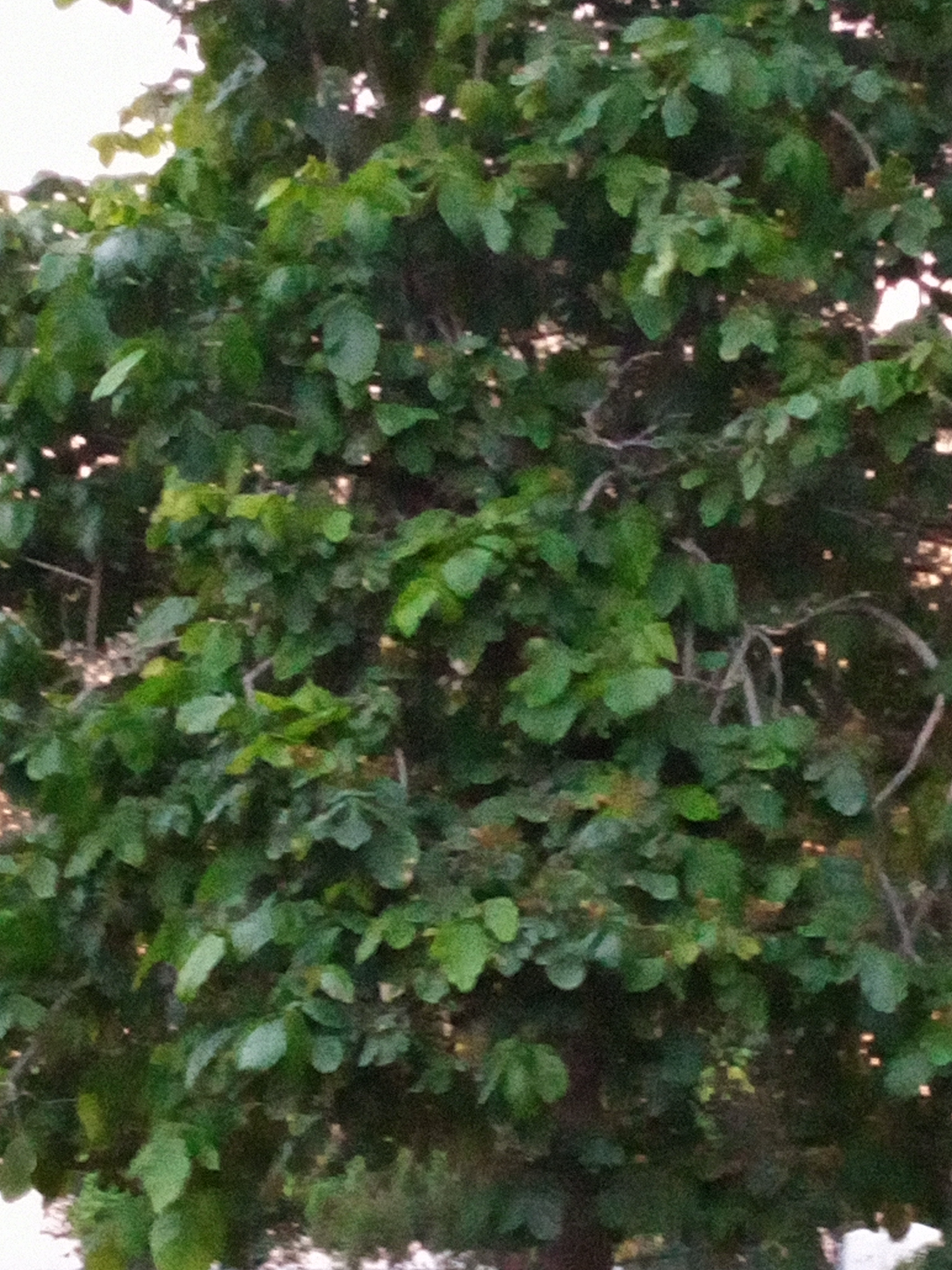 IMG_20210807_190648_870.jpg