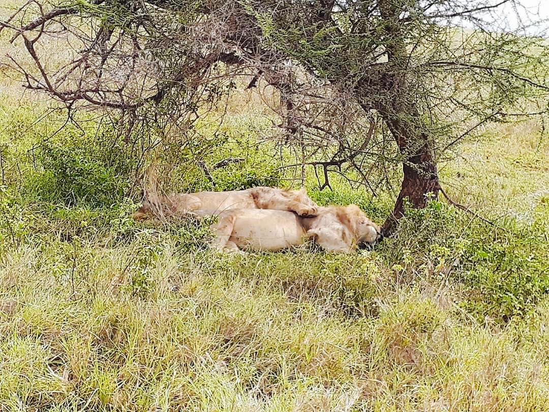 lion 4.jpg