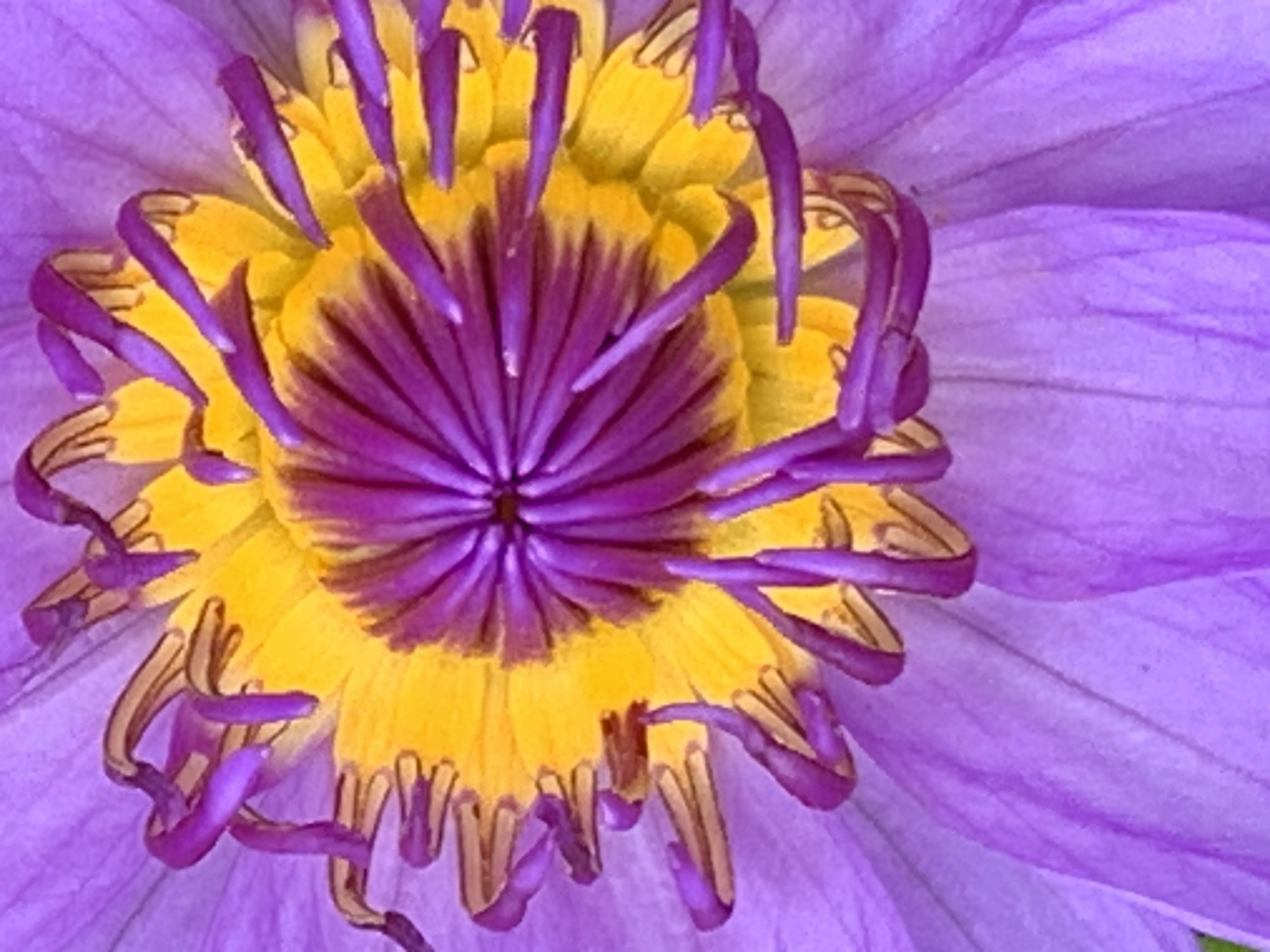 lotus flower20.jpg