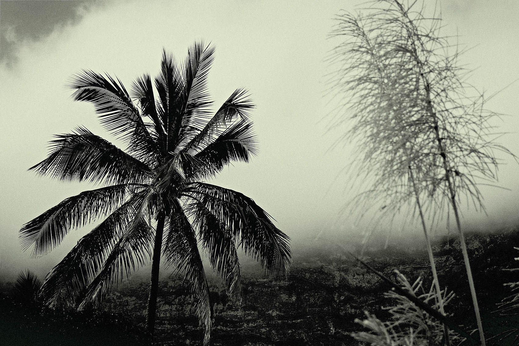 palm1.JPG