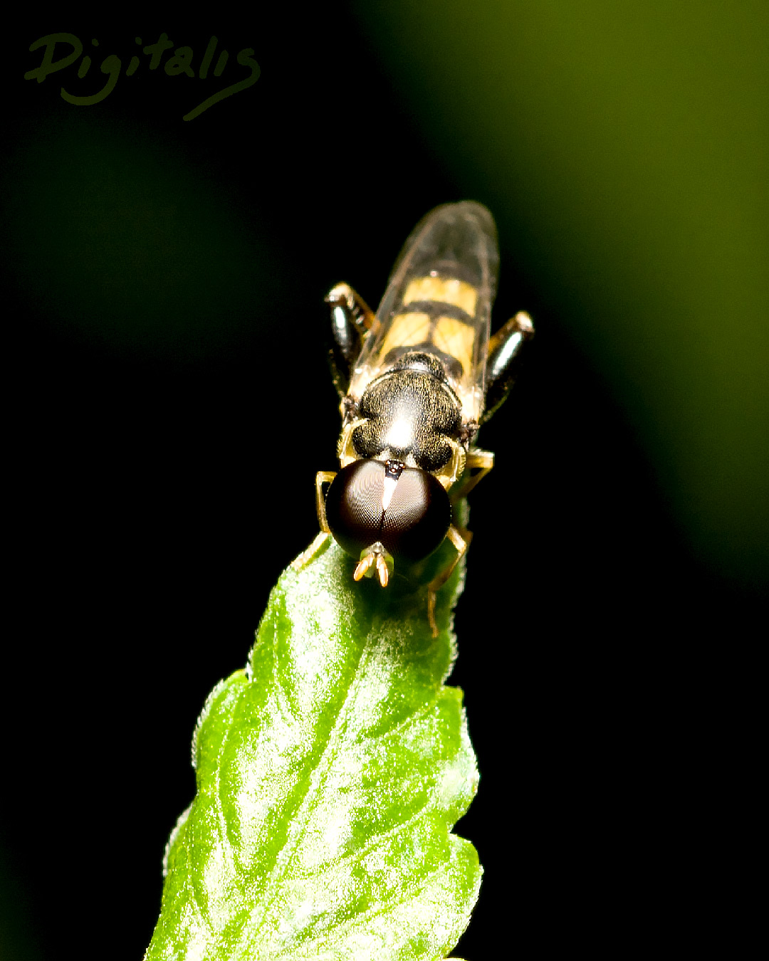 DSC_2282.jpg