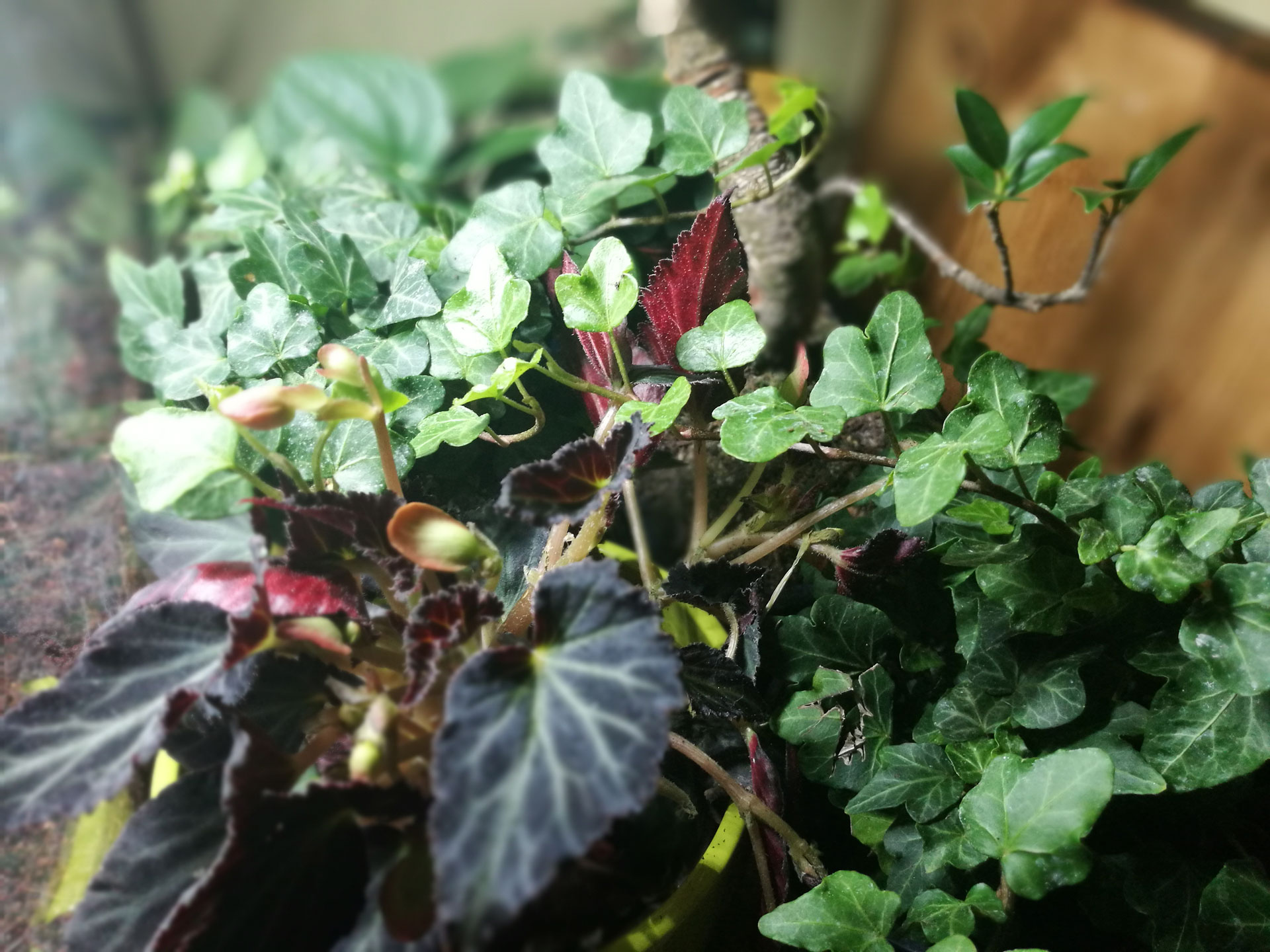 Terrarium-JUN2018-A001.jpg