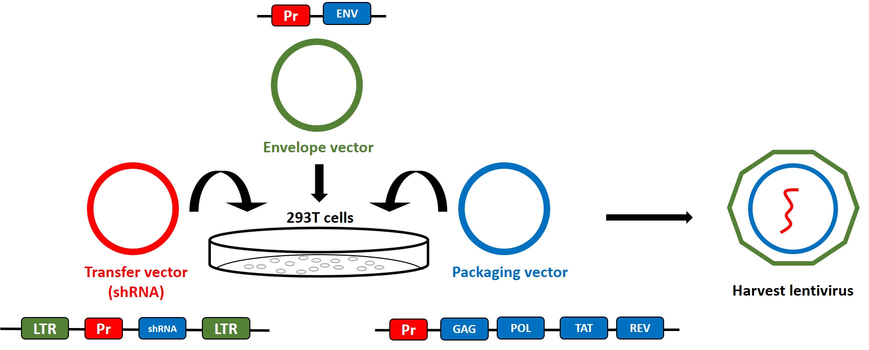 virus production.jpg