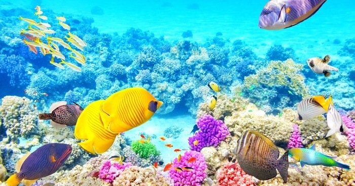 Great Barrier Reef, Australia.jpg