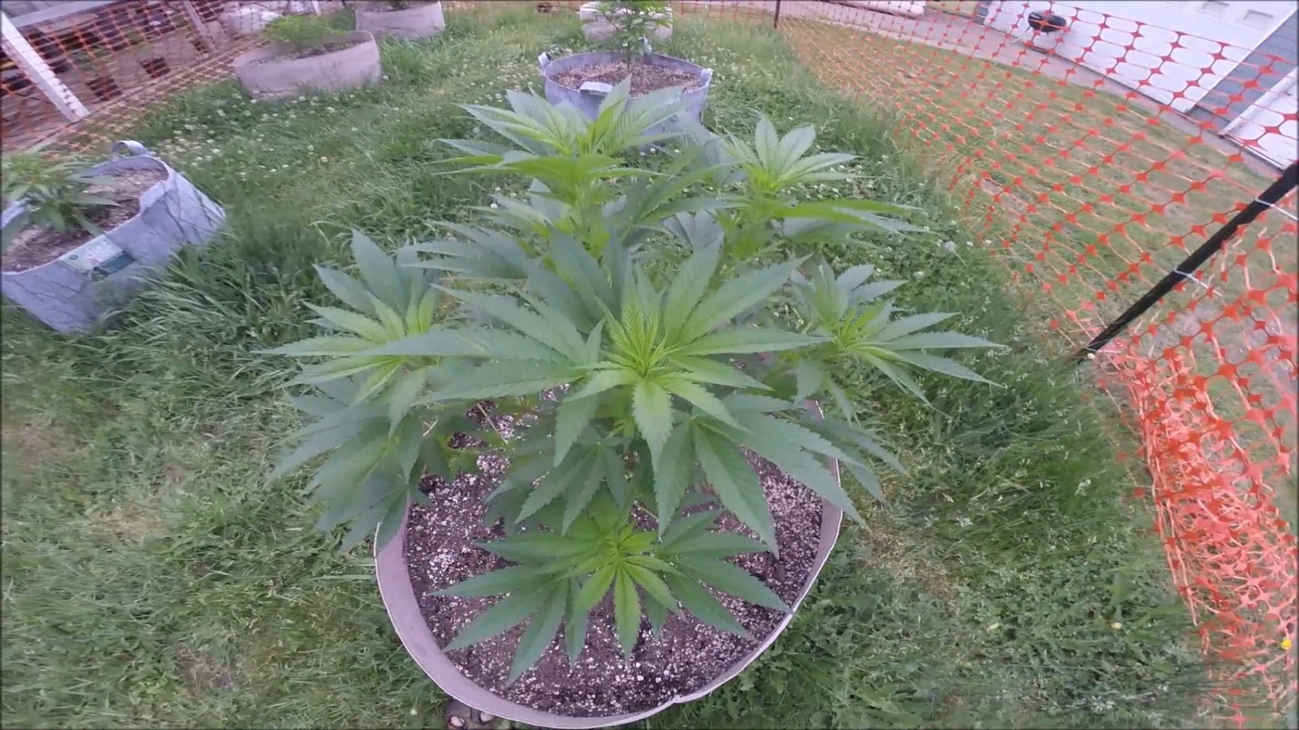Backyard Cannabis Farming 2019 Episode 6 Applying Proper Feedings