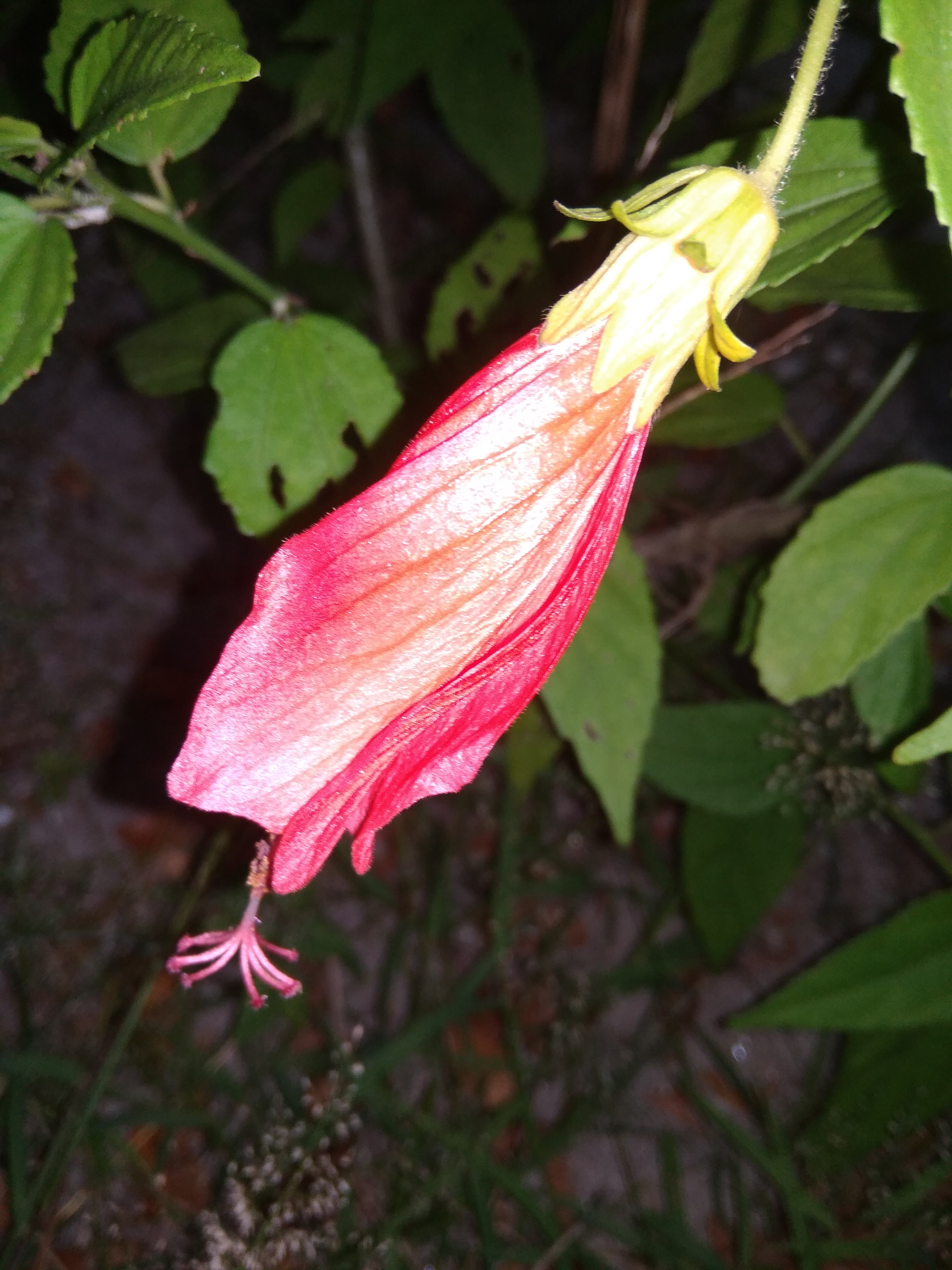 IMG_20180707_184603.jpg