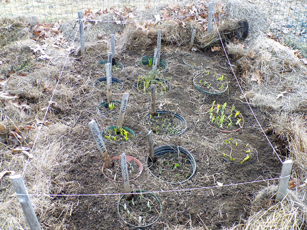 Big garden - bulbs up3 crop March 2020.jpg