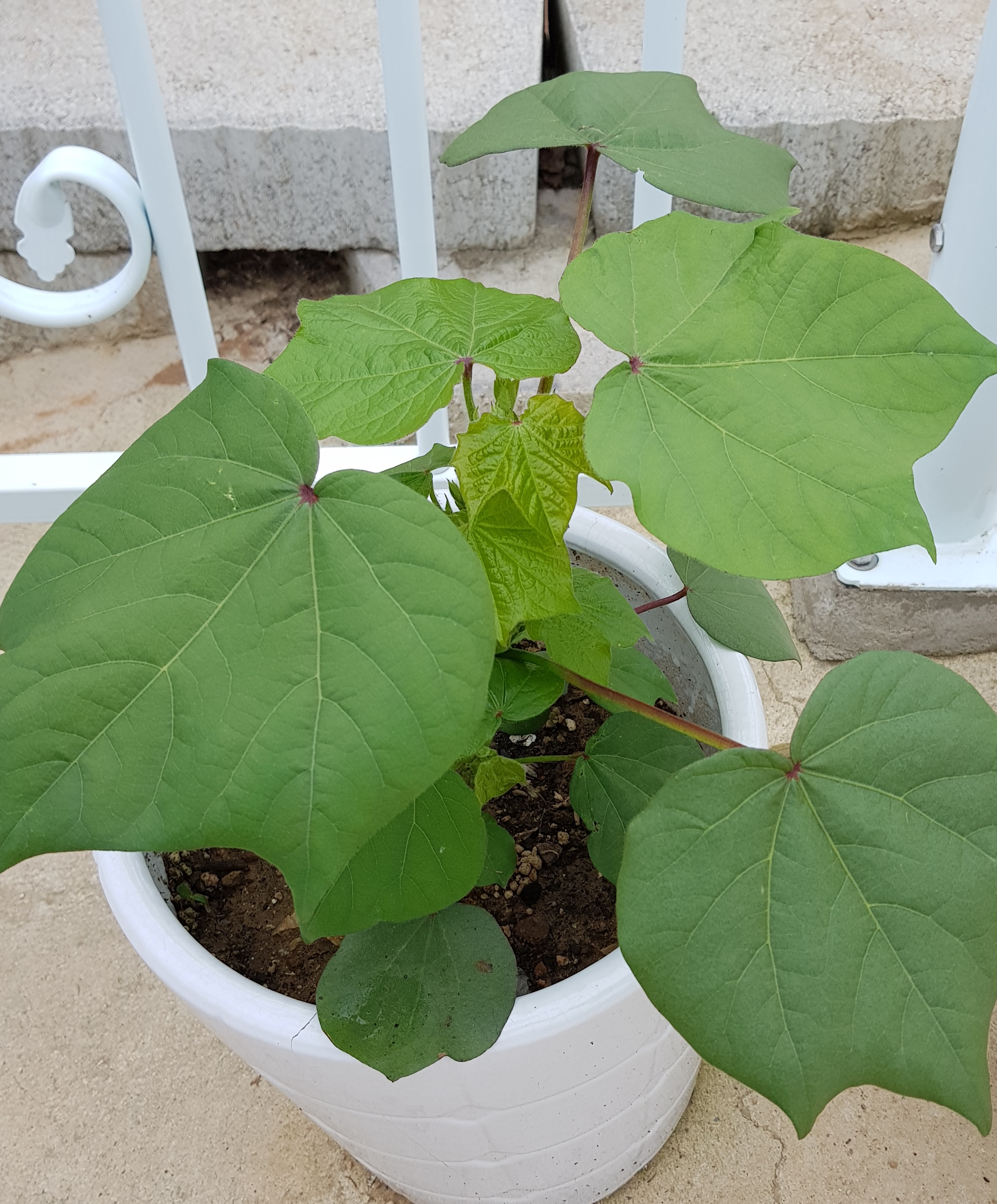 20180701_004947.jpg