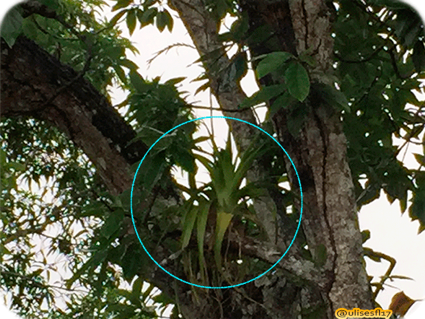 Tillandsia-1.png