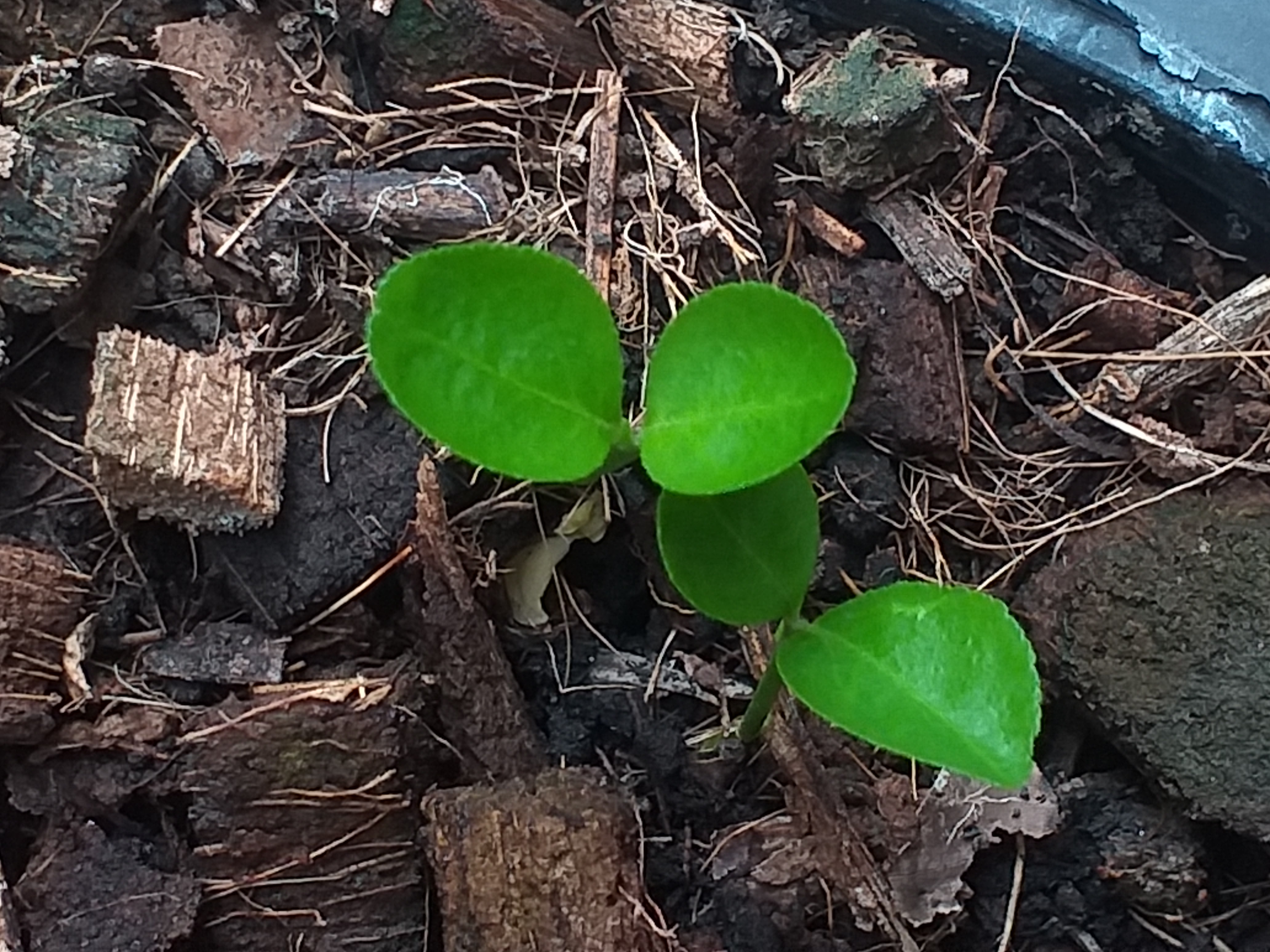 my garden701.jpg