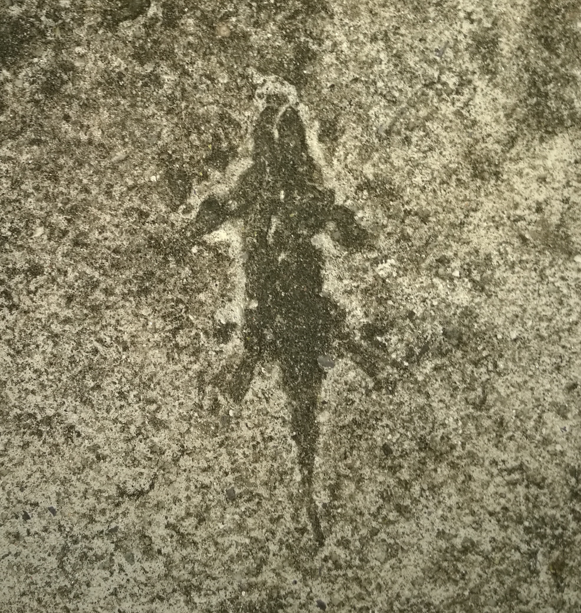Betongecko.jpg