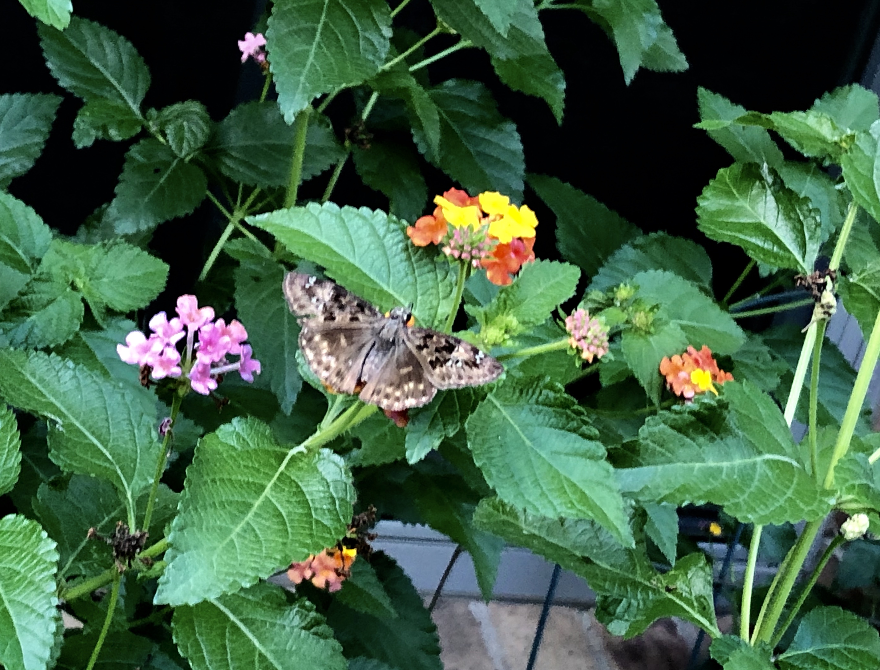 D7E3E694-0B2C-4EAB-885C-2F653F7F96A4.jpeg