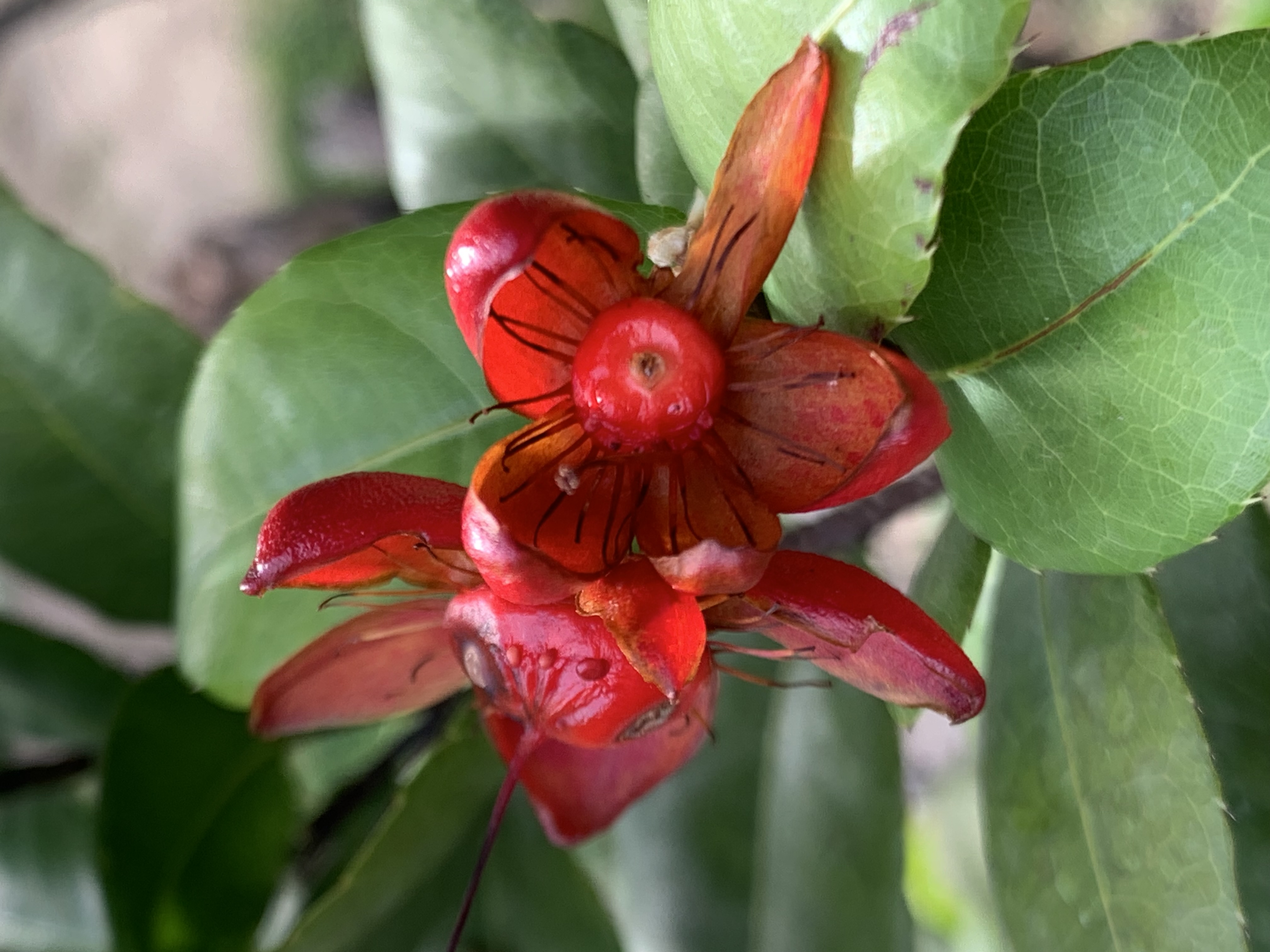 Mickey Mouse Plant4.jpg