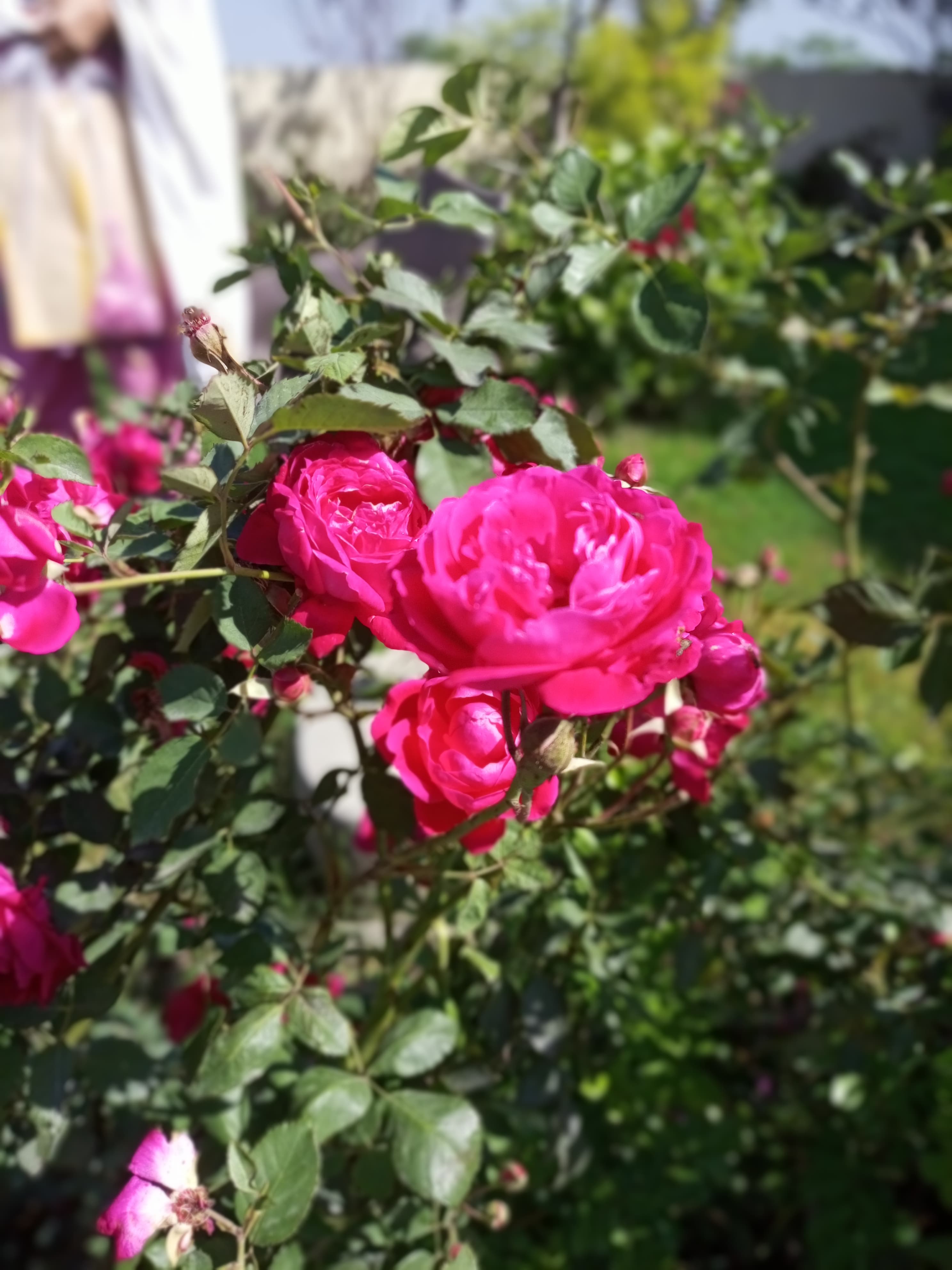 IMG_20260602_130706_820.jpg