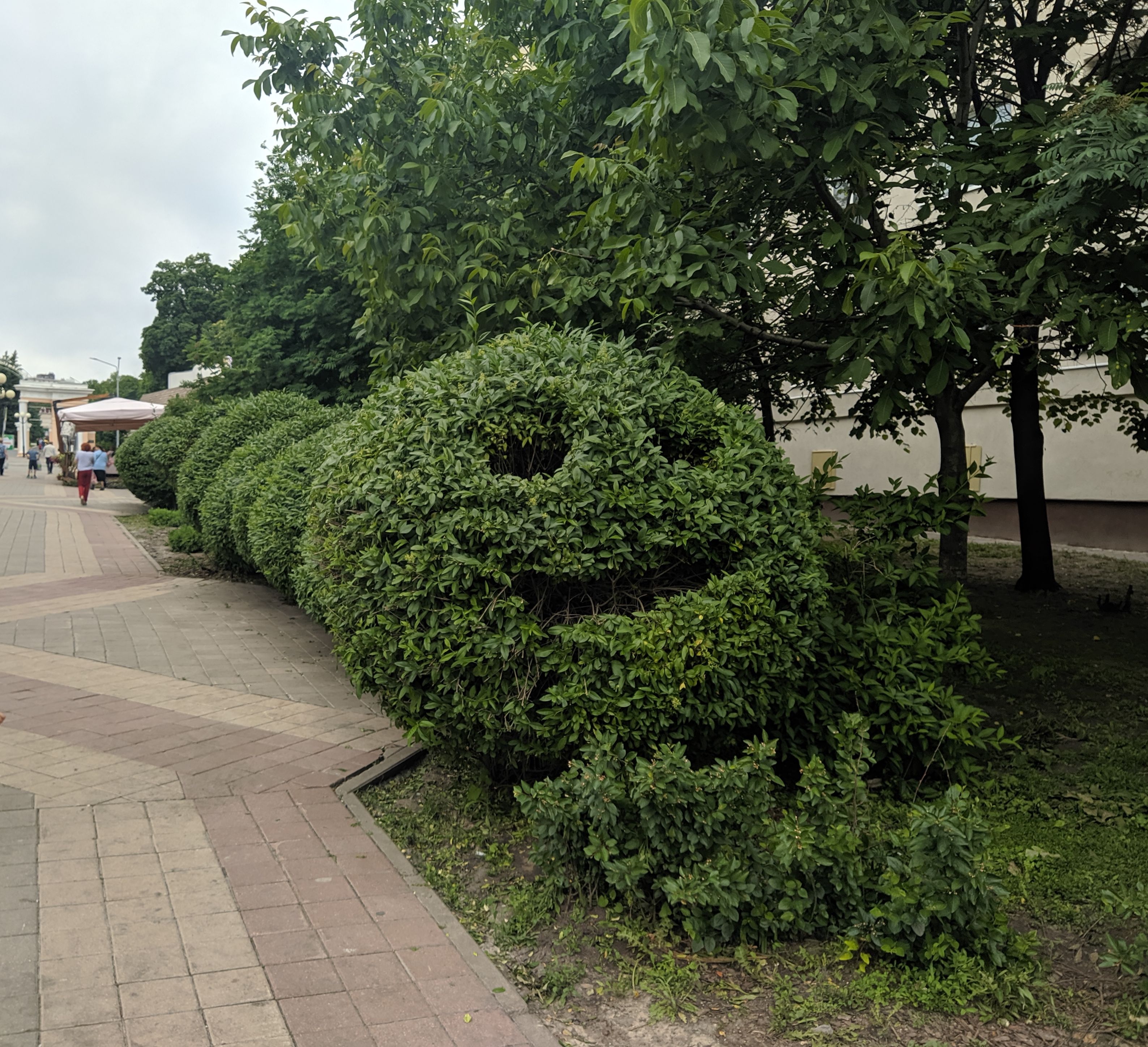 IMG_20220605_162356.jpg