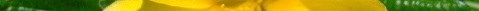 Clavel de oro 4.jpg