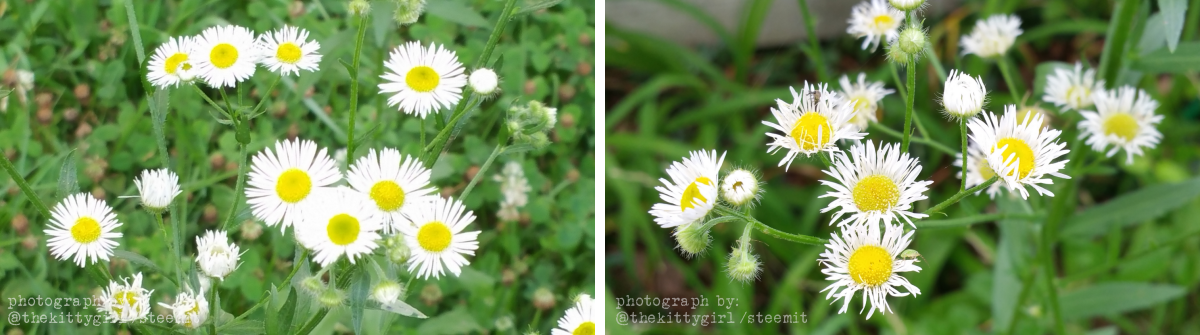 Fleabane-3.png