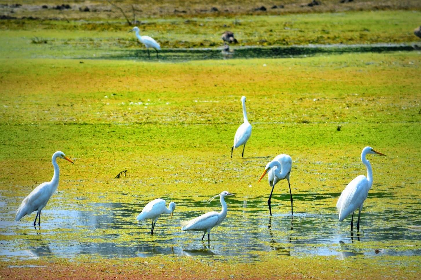 Sultanpur Bird.JPG