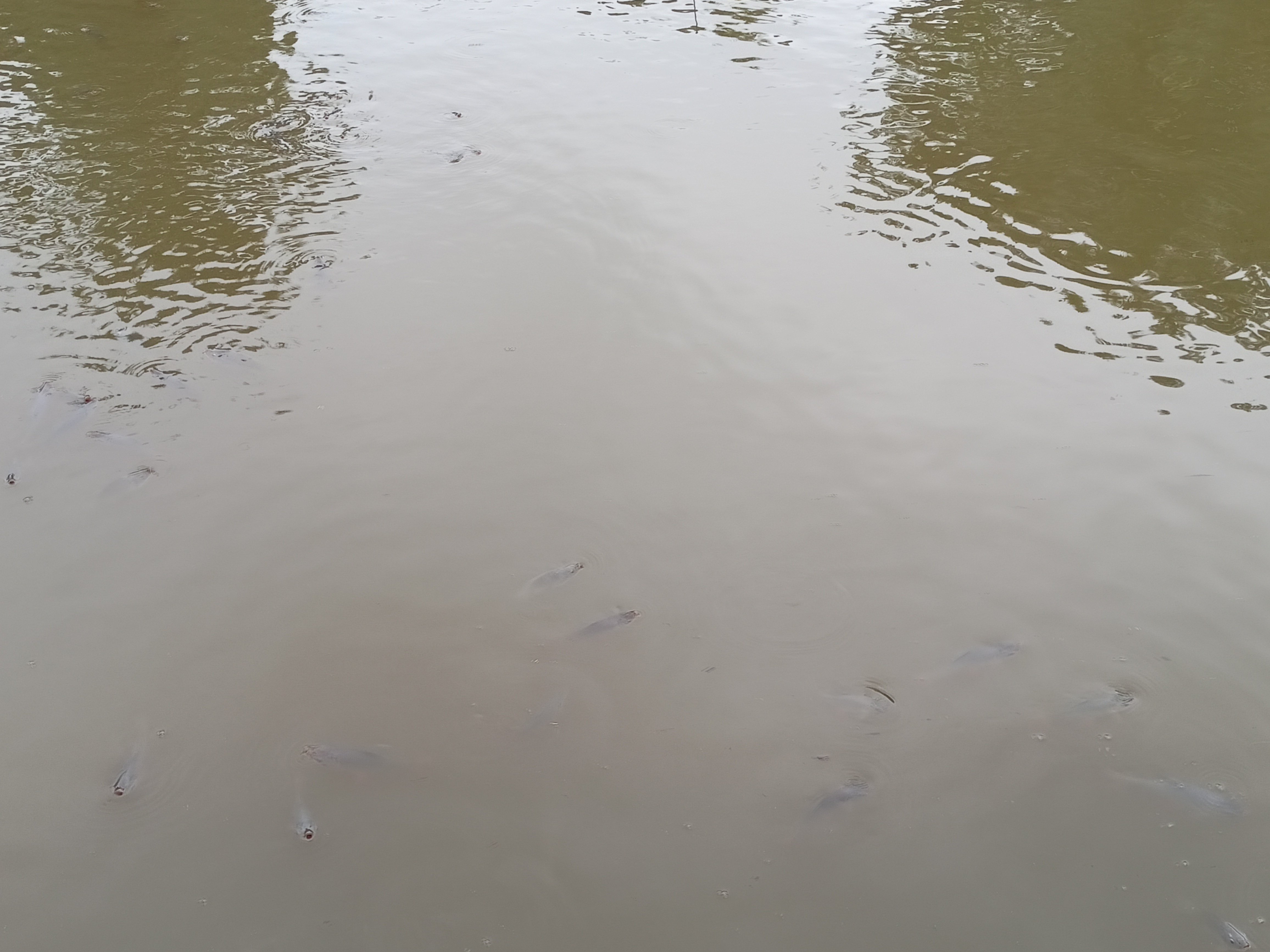 IMG20240621085356.jpg