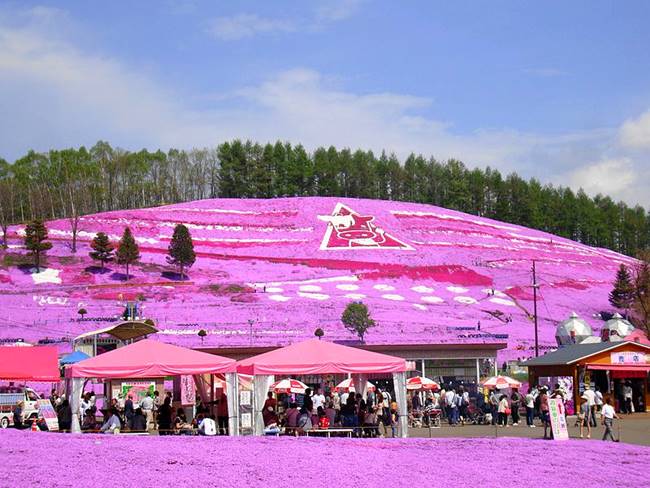 800px-higashimokoto_phlox_subulata01.jpg