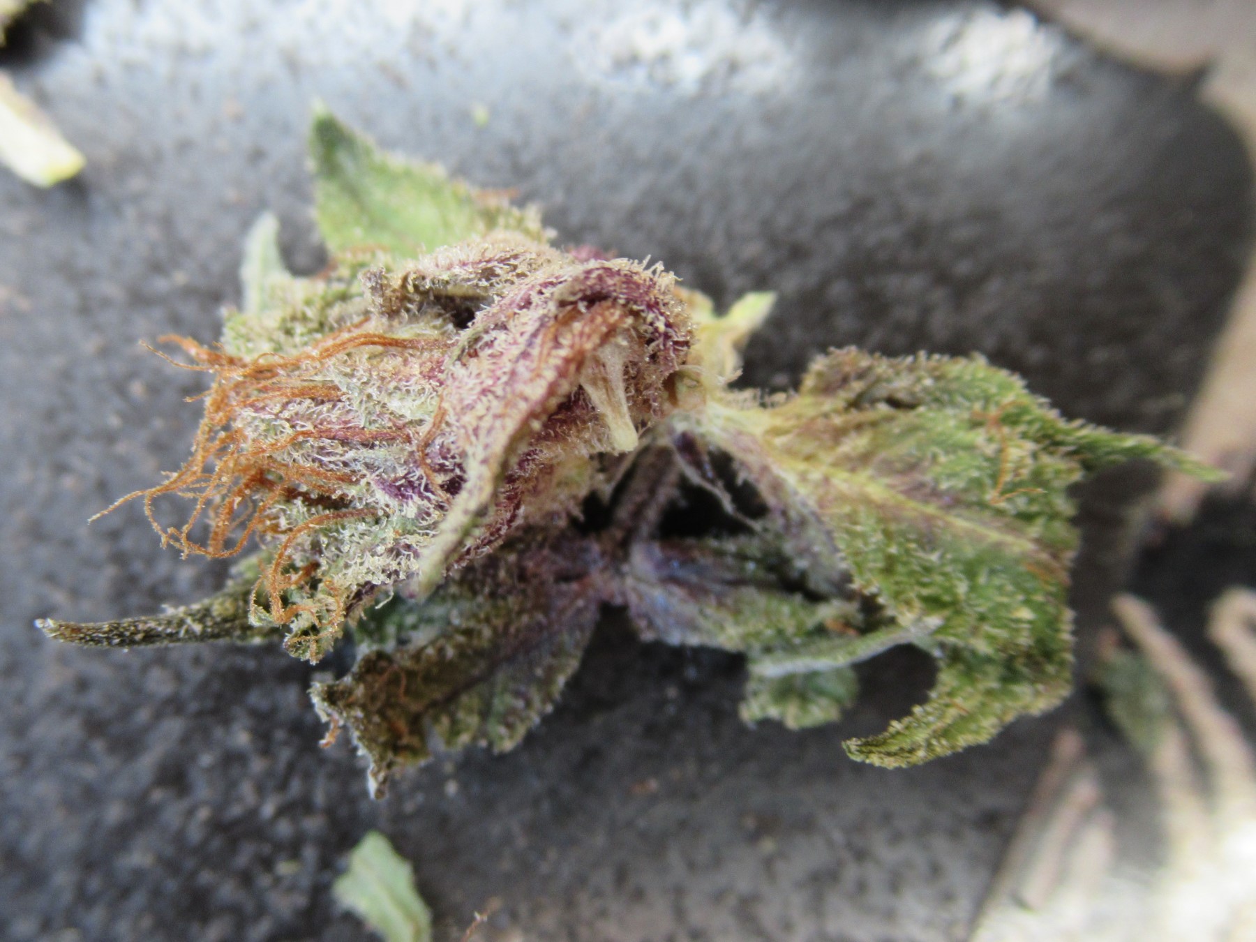 microspitpistis.jpg