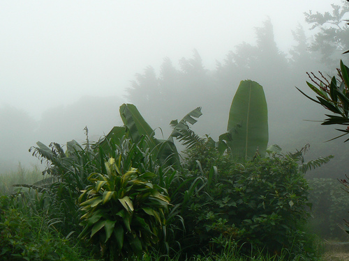 plants steemit.jpg