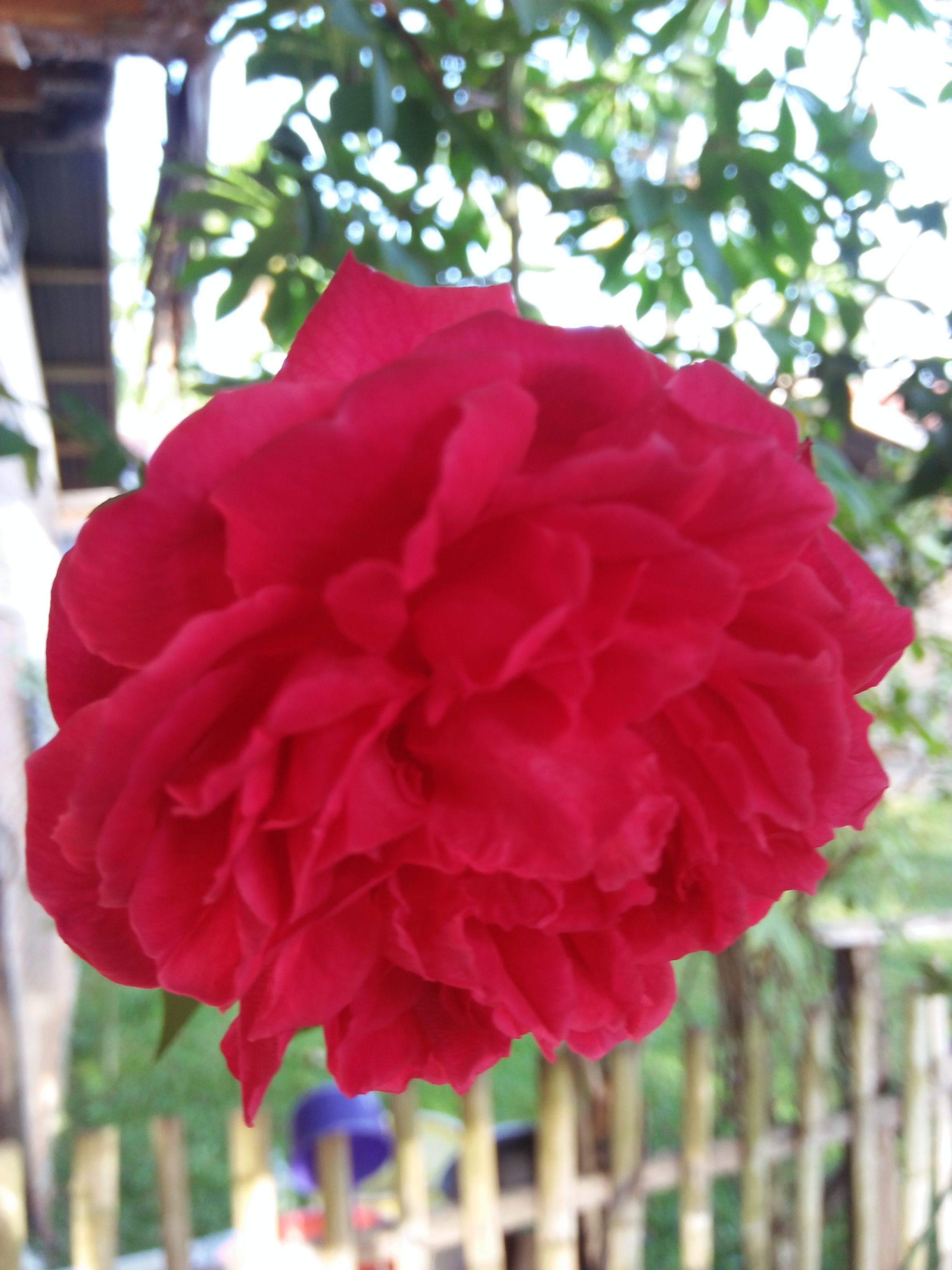 IMG20210622073325.jpg