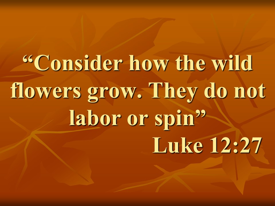 Cristian providence. Consider how the wild flowers grow. They do not labor or spin. Luke 12,27.jpg