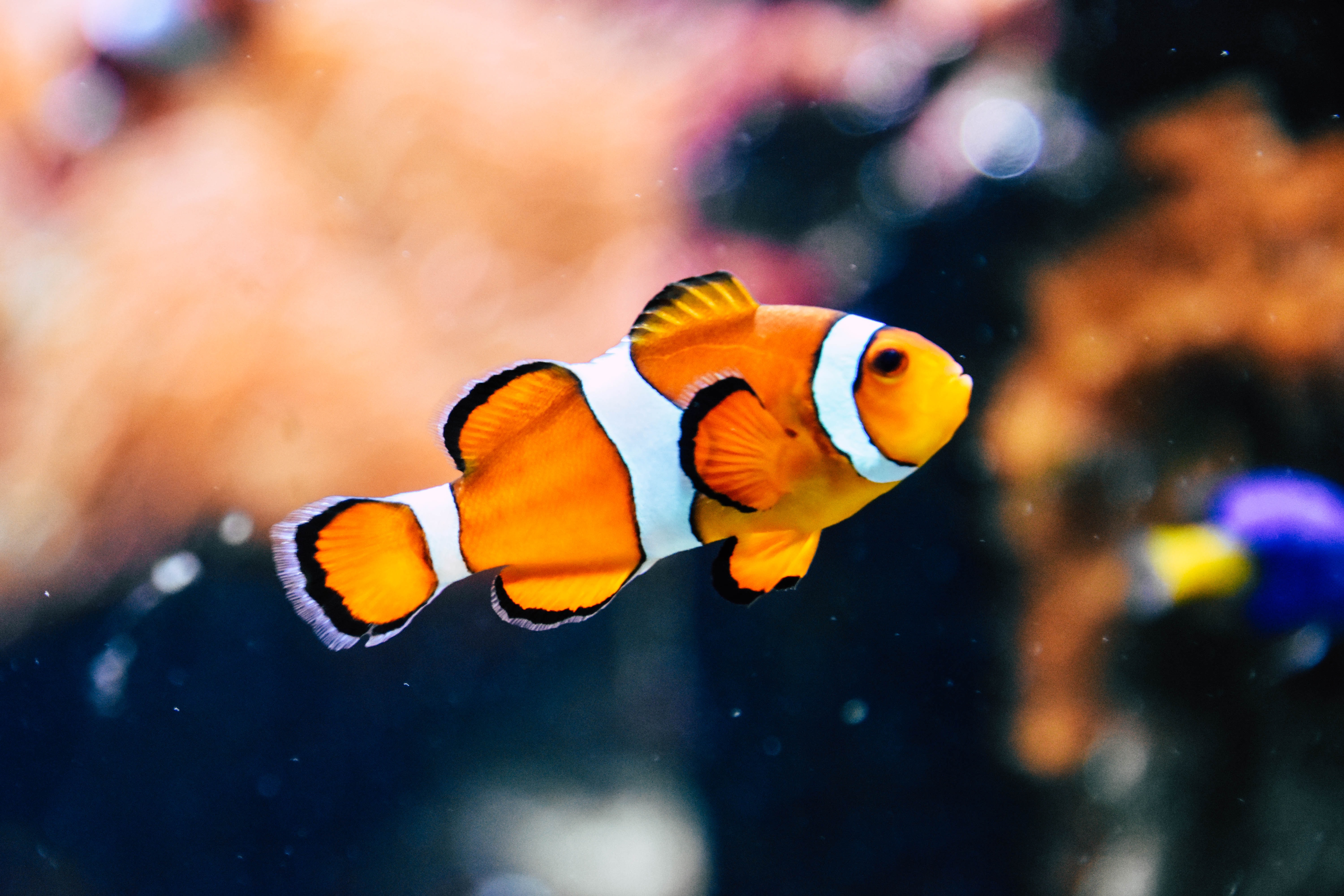 fish.jpg